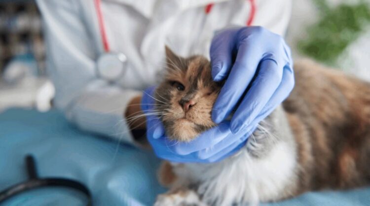 CHP’den veterinerler için kanun teklifi: Şiddette cezalar arttırılsın