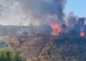 İstanbul Sultangazi’de orman yangını
