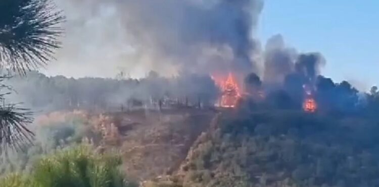 İstanbul Sultangazi’de orman yangını