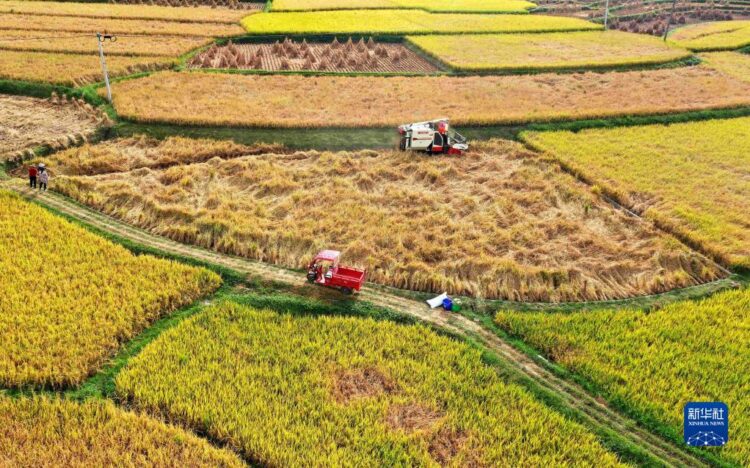 Çin Cumhurbaşkanı Xi, yaklaşan çiftçi hasat festivalini kutladı