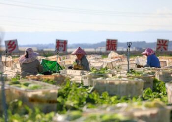 Çin, bitki tohumu gen kaynaklarının üst düzey koruma altında olduğunu bildirdi