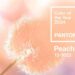 Pantone 2024 yılının rengini seçti