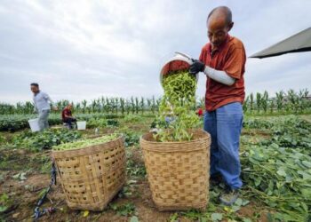 Çin’in soya fasulyesi üretimi 2023’te rekor kırdı