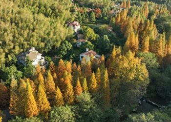 Çin 2023’te yaklaşık 4 milyon hektarlık alanı ağaçlandırdı