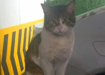 Eros’un katili hakkında karar