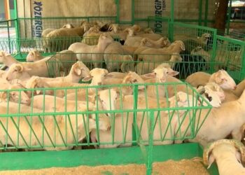 Kurban Bayramı yaklaşıyor… İşte kurbanlık fiyatları…