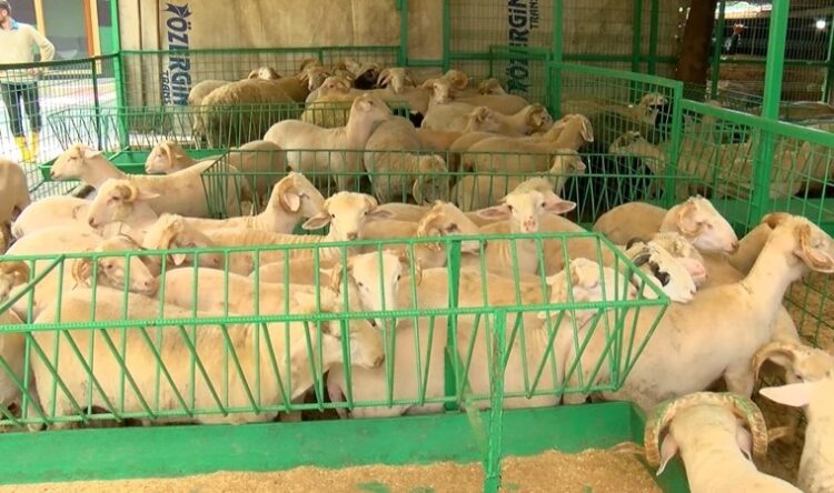 Kurban Bayramı yaklaşıyor… İşte kurbanlık fiyatları…