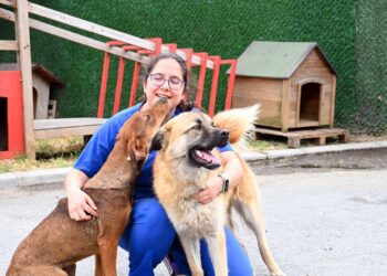 Rıza Akpolat: Sokak hayvanları konusu bütüncül biçimde ele alınmalı