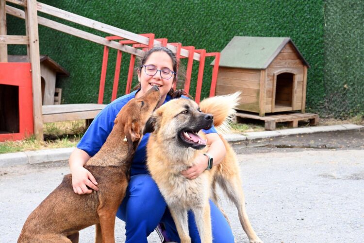 Rıza Akpolat: Sokak hayvanları konusu bütüncül biçimde ele alınmalı