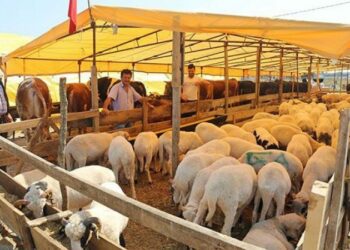 Emniyet Genel Müdürlüğü’nden kurban dolandırıcılarına karşı uyarı