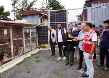 Beyoğlu Belediyesi, sokak hayvanları için bir kahve zinciri ile iş birliği protokolü imzaladı