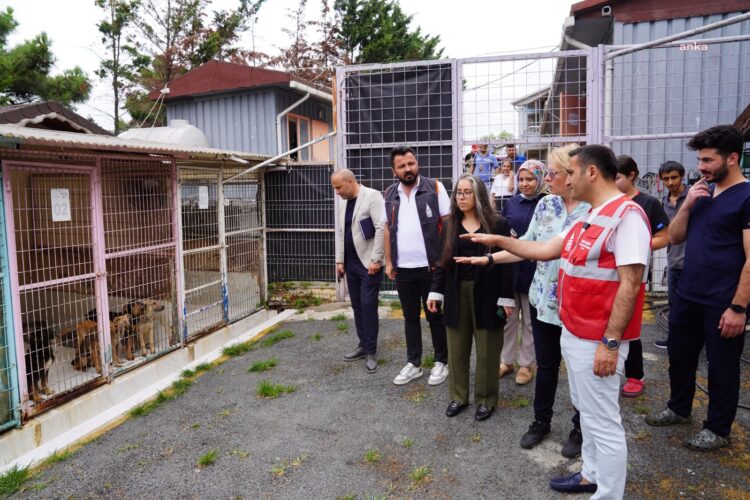 Beyoğlu Belediyesi, sokak hayvanları için bir kahve zinciri ile iş birliği protokolü imzaladı