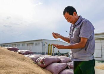 Çin’in Xinjiang bölgesi ülke genelinde buğday rekoltesi rekoru kırdı