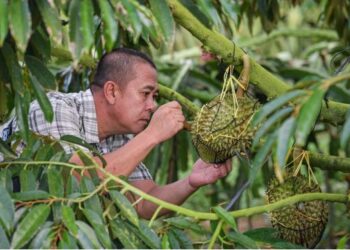 Çin ve ASEAN üyeleri arasında durian bilim-teknoloji inovasyon ittifakı kuruldu