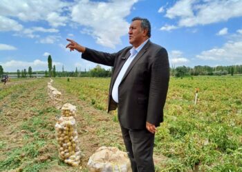 Gürer: “Patatesler, maliyetinden dolayı tarlada kalıyor”