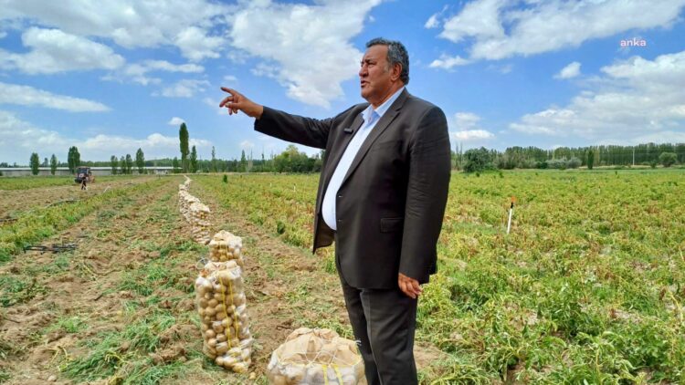Gürer: “Patatesler, maliyetinden dolayı tarlada kalıyor”