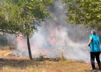 İstanbul Maltepe’de orman yangını…