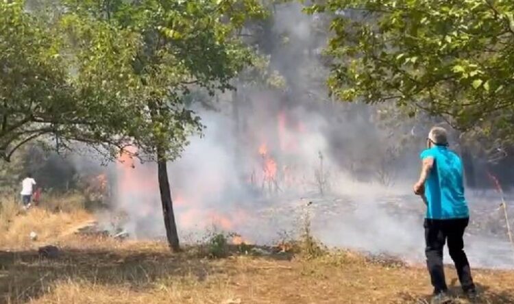 İstanbul Maltepe’de orman yangını…