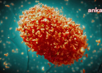 Ankara İl Sağlık Müdürlüğü’nden maymun çiçeği açıklaması