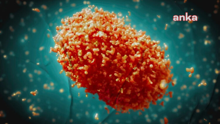 Ankara İl Sağlık Müdürlüğü’nden maymun çiçeği açıklaması