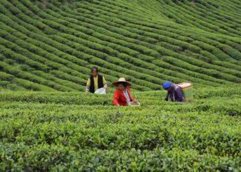 Çin’de yılın ilk yarısında çayın dış ticaret hacmi arttı