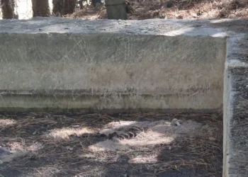 13 köpek sulama havuzunda ölü bulundu