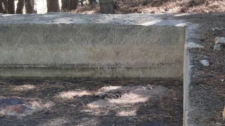 13 köpek sulama havuzunda ölü bulundu