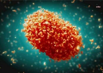 Afrika dışında ilk maymun çiçeği vakası İsveç’te tespit edildi