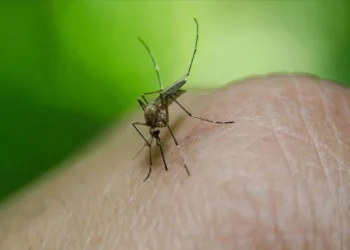 Türkiye’de 6 kişide görüldü: Batı Nil Virüsü nedir?