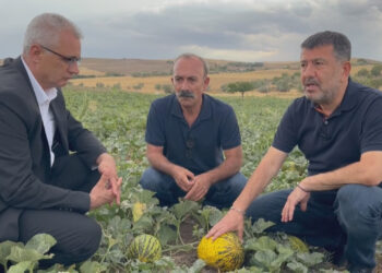 Ağbaba: “Böyle devam ederse gelecek yıl Türkiye’de kimse ekip biçmeyecek”