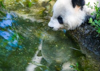 Avusturya’daki dev pandalar Çin’e geri döndü