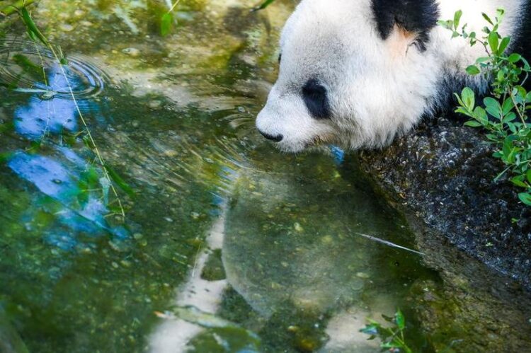 Avusturya’daki dev pandalar Çin’e geri döndü