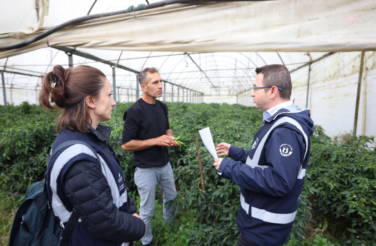 İBB, tarımda verimi ve kaliteyi artırma çalışmalarını sürdürüyor