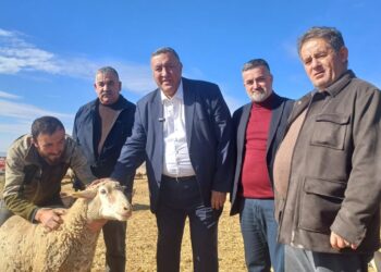 Gürer: Küçükbaş hayvancılık desteklenmeli