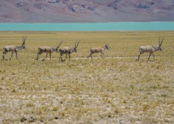 Tibet antilopları doğum yapmak için yıllık göçlerine başladı