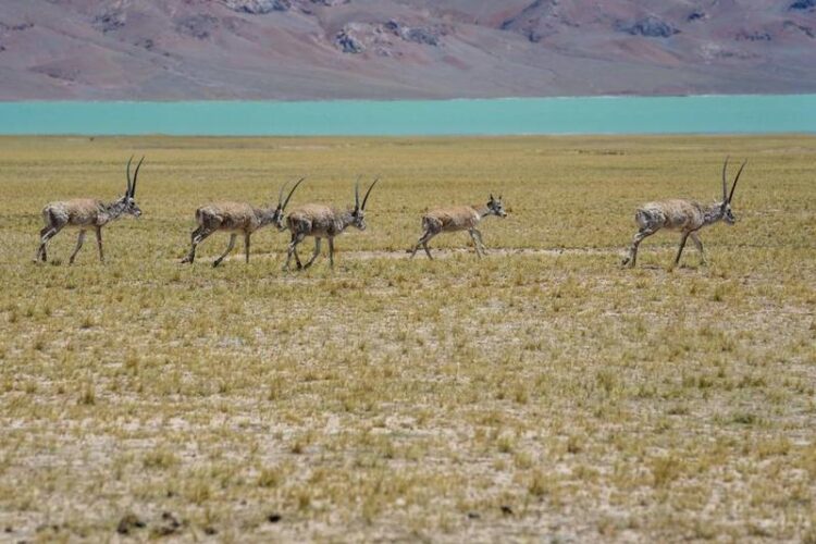Tibet antilopları doğum yapmak için yıllık göçlerine başladı