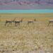 Tibet antilopları doğum yapmak için yıllık göçlerine başladı