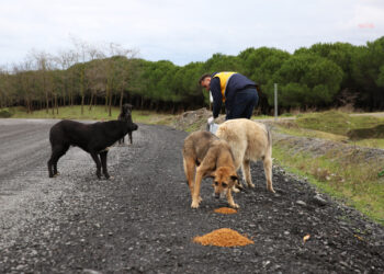 Eyüpsultan Belediyesi’nden sokak hayvanlarına kapsamlı destek