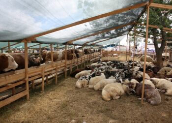 Eyüpsultan’da Kurban Bayramı hazırlıkları tamamlandı