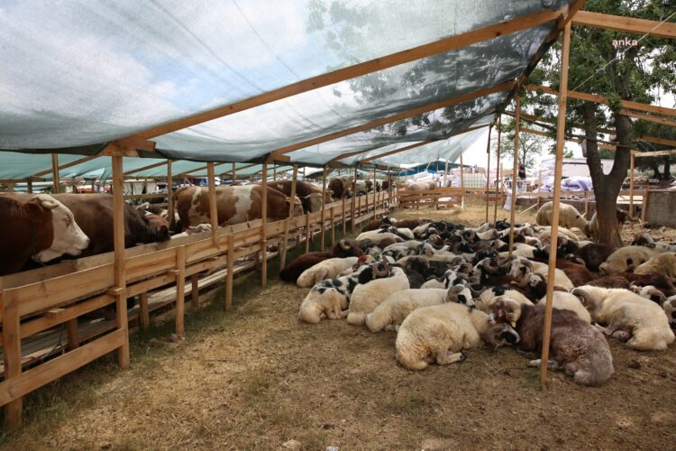 Eyüpsultan’da Kurban Bayramı hazırlıkları tamamlandı