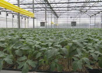 İSTAÇ’tan sıfır atık modeli: Çöp gazı elektriğe, ısı fideye dönüştü