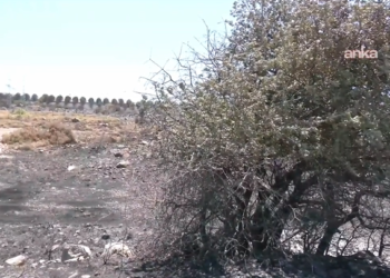Çeşme’de binlerce hektarlık ormanlık alan kül oldu