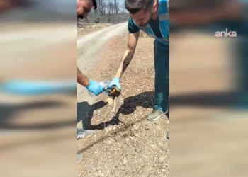 Balıkesir Büyükşehir Belediyesi, yangın bölgesinde can dostlar için seferber oldu