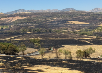 Diyarbakır’daki orman yangınında 230 hektarlık alan zarar gördü