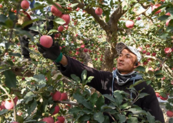 Çin’in Xinjiang bölgesi ile Dubai arasında direkt hava kargo rotası başlatıldı