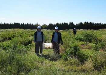 Balıkesir Büyükşehir Belediyesi’nden tarımsal çeşitliliği gelecek nesillere aktaracak proje