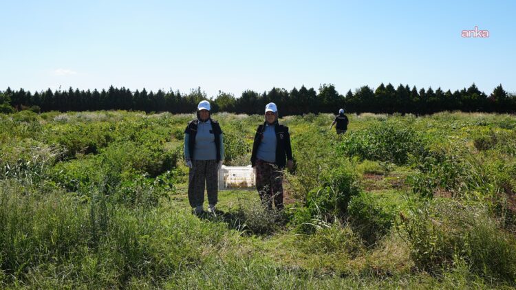 Balıkesir Büyükşehir Belediyesi’nden tarımsal çeşitliliği gelecek nesillere aktaracak proje