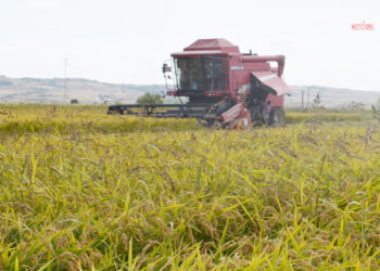 Edirne’de çeltik biçim fiyatı belirlendi