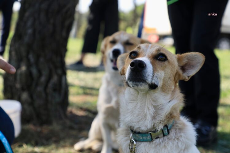 İstanbul Valiliği’nden ‘sahipsiz köpeklerin kontrolsüz beslenmesine’ yasak