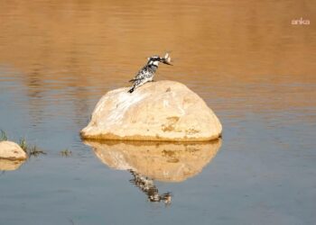 Adıyaman’da ilk kez alaca yalıçapkını görüntülendi